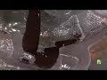 How To Make A Chocolate Monkey