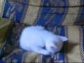videos de gatti supereroi.wmv