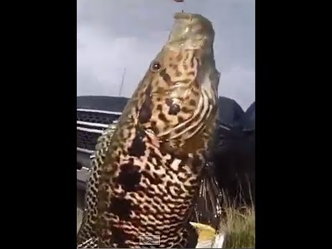 cichlid - South Florida Exotic Nonnative Fishing.o.k. peta. Members don't be so sensitive these are invasive species FWC recommends that we kill these fish. So you pet...