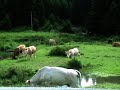 pertouli-trikala