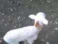 borreguitos