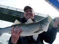 Chesapeake Bay Bridge Tunnel Striped Bass Chesapeake Bay Bridge Tunnel Striped Bass
