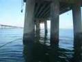 Chesapeake Bay Bridge Tunnel Striped Bass