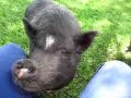 Pigs and Peanuts