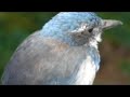 Blues