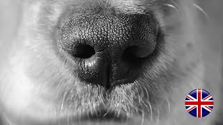Infrared sensors in dogs’ nose - Bálint et al. (2020)