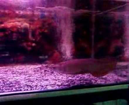 My Super Red Jardini