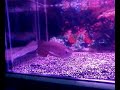 My Super Red Jardini