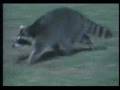 videos de SAM'S BIG HUNT.avi