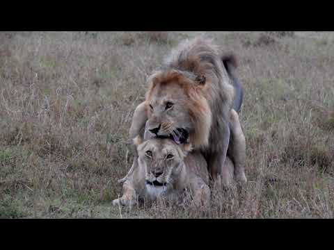 Lions Honeymoon