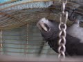 My Heavy metal parrot
