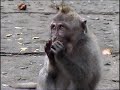 Bali Backpacker Travel Mix