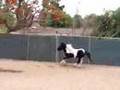 Miniature  Horse Shetland pony at ...
