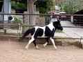 Miniature  Horse Shetland pony at liberty