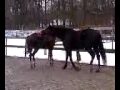 weldano speelt buiten.3gp