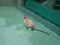Biberratte