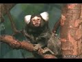 Another Cute Marmoset
