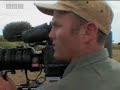 Lion cub vs buffalo herd - BBC wildlife Lion cub vs buffalo herd - BBC wildlife