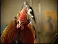 Burger King -  Chicken Fries Commercial