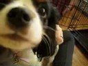 videos de Stella CKCS Puppy