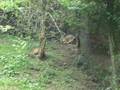 parc animalier de bonnefamille
