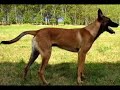 Pastor Belga Malinois