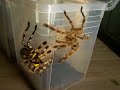 Poecilotheria fasciata mating