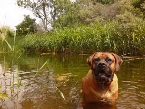 boerboel