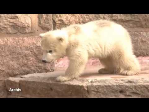 Rostock: Zoo Rostock - Richtfest im Polarium-Bau - Zo ...