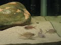 Copadichromis virginalis firecrest