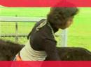 Stoas Recreatie- & Gezelschapsdieren