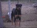 videos de roscoe.mpg