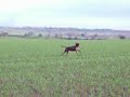 fudge chasing toy on field