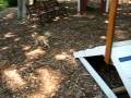 videos de Munchie doing agility