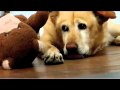 Cute Dog Loves Licking Very Funny 可愛い 面白い 犬