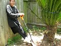 Sago Palm Pruning part 4