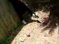 Sago-Palm-Pruning-pa