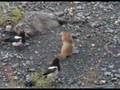 Squirrel and magpies