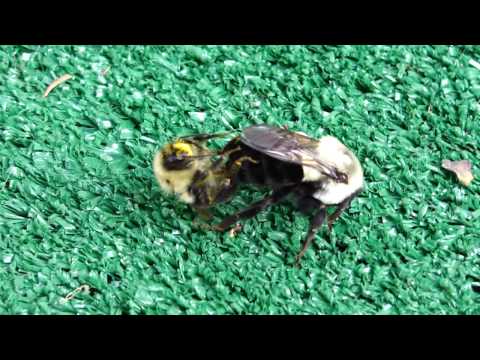 how to fertilize a queen bee