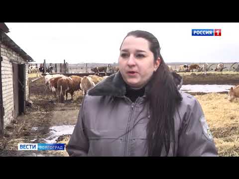 В Волгоградской области Управлением Россельхознадзора проведен забор проб сырого молока и крови с целью контроля эпизодической ситуации области