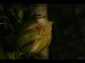 videos de opening of a night flower