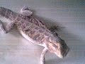 My Pet Lizard (bearded Dragon)