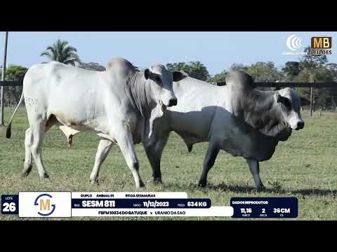 2� DE OLHO NA FAZENDA NELORE SESMARIAS