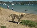 dogs at pittwater dogs at pittwater