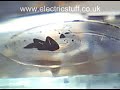 Ferrofluid Slug Dance