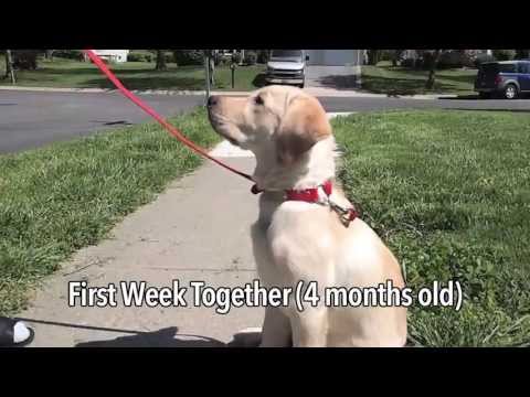 video-linktoworks-Raising A Service Dog Puppy!