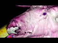 Mattias Hellberg & The White Moose - Good Day