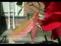 ベニスズメの飛翔とElephant Hawk Moth