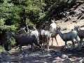Bighorn sheep flock on Sulphur Mountain