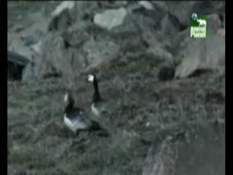 Los 10 animales mas arriegados del mundo (5 de 5)